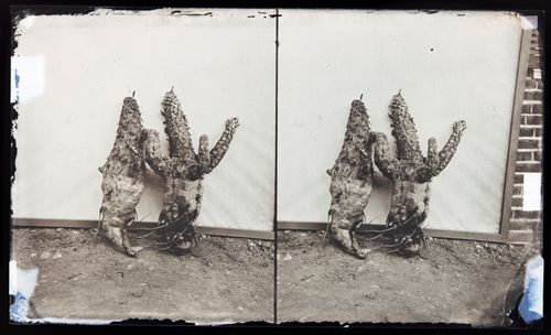 Stereograph of root stocks from a plant, California, United States of America