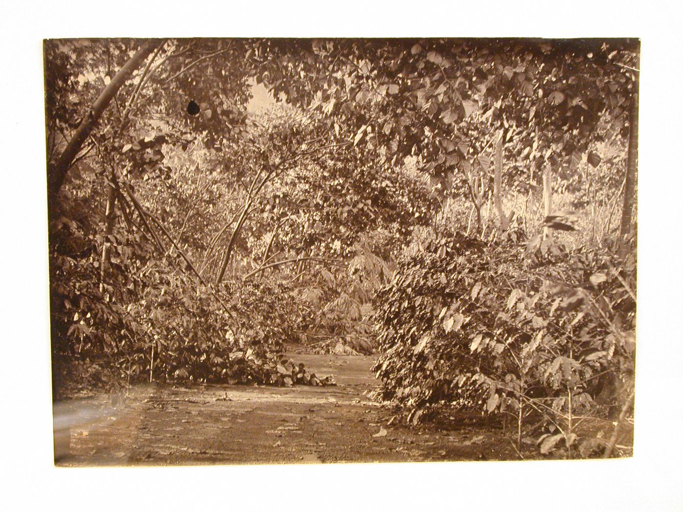 View of a path through a plantation [?] after a storm