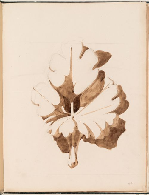 Elevation of floral ornament