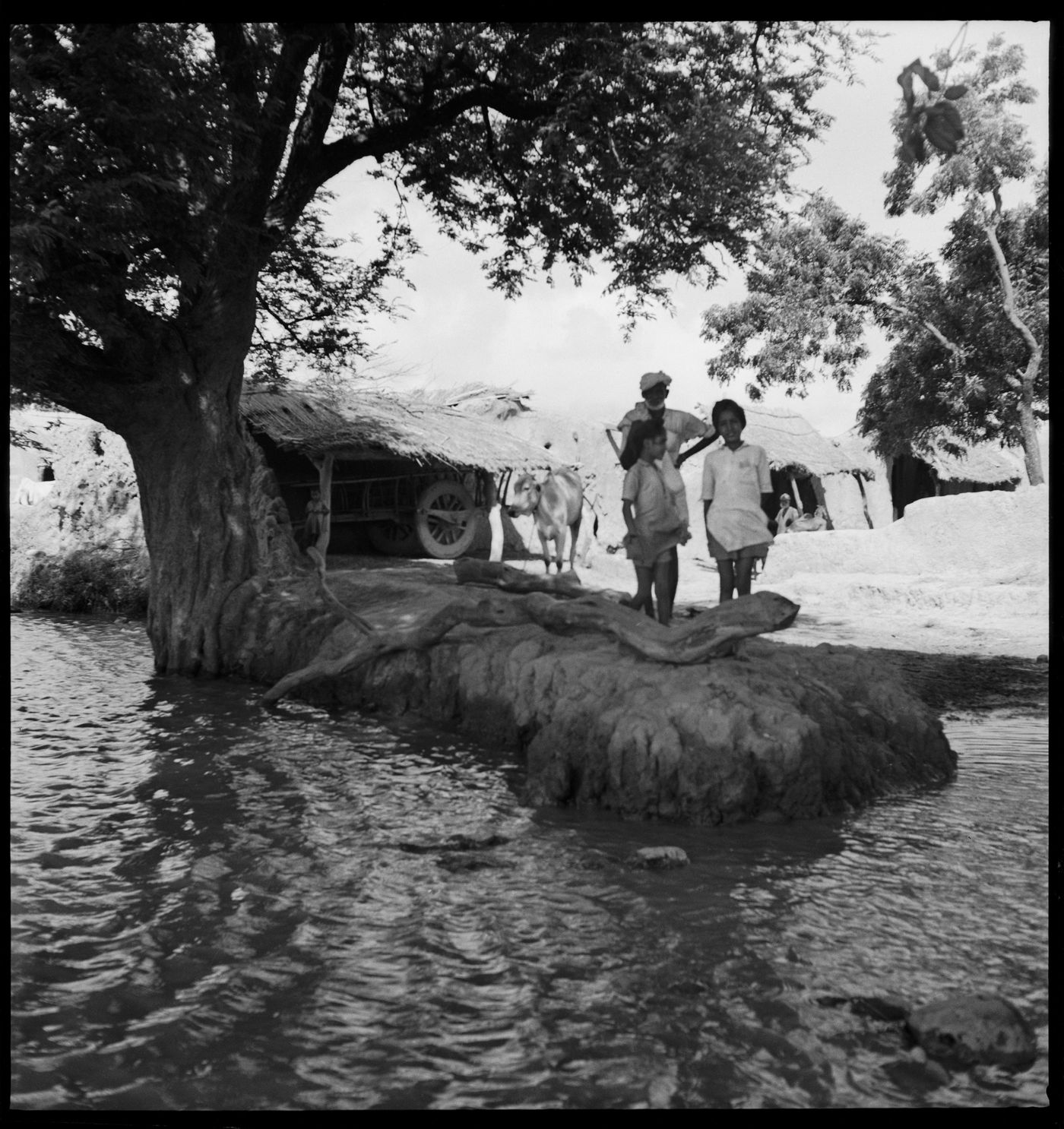 Village scene near Chandigarh, India, with 3 people and a cow standing under a tree