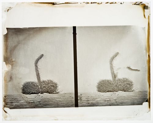 Stereograph of three varieties of cacti, California, United States of America