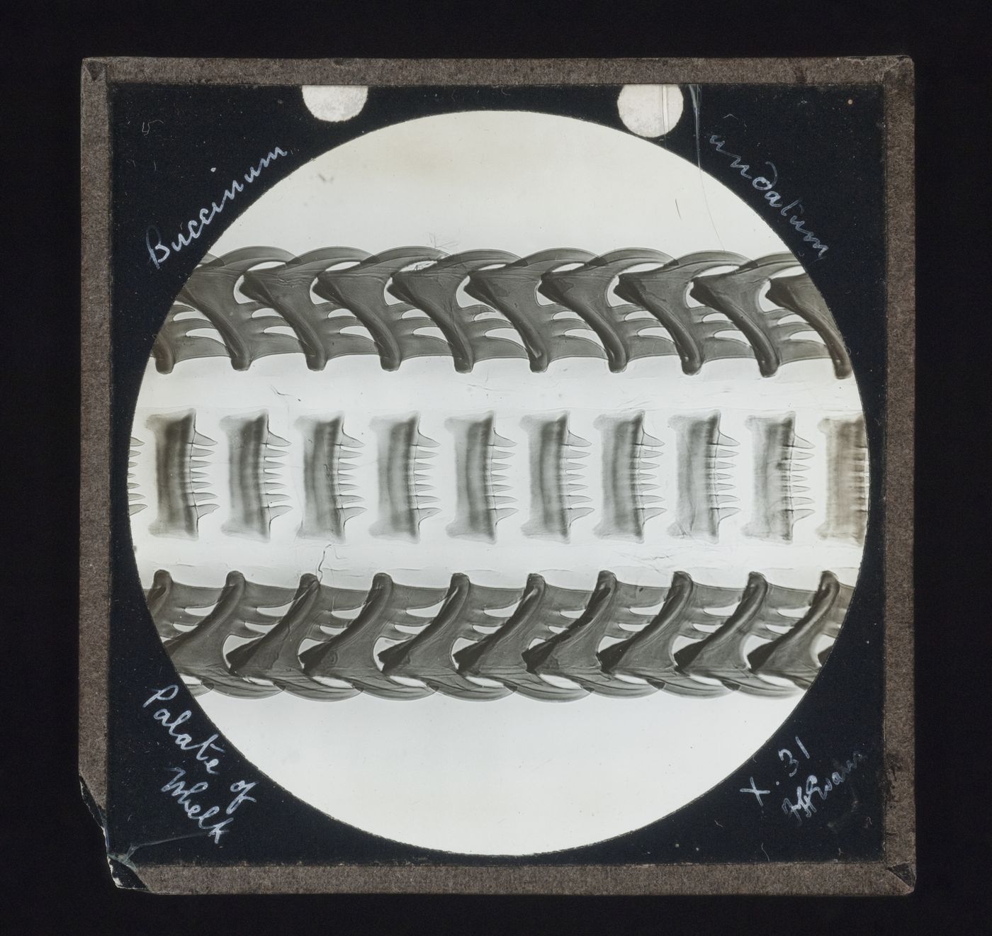 Photomicrograph of palate of whelk (Buccinum undatum)