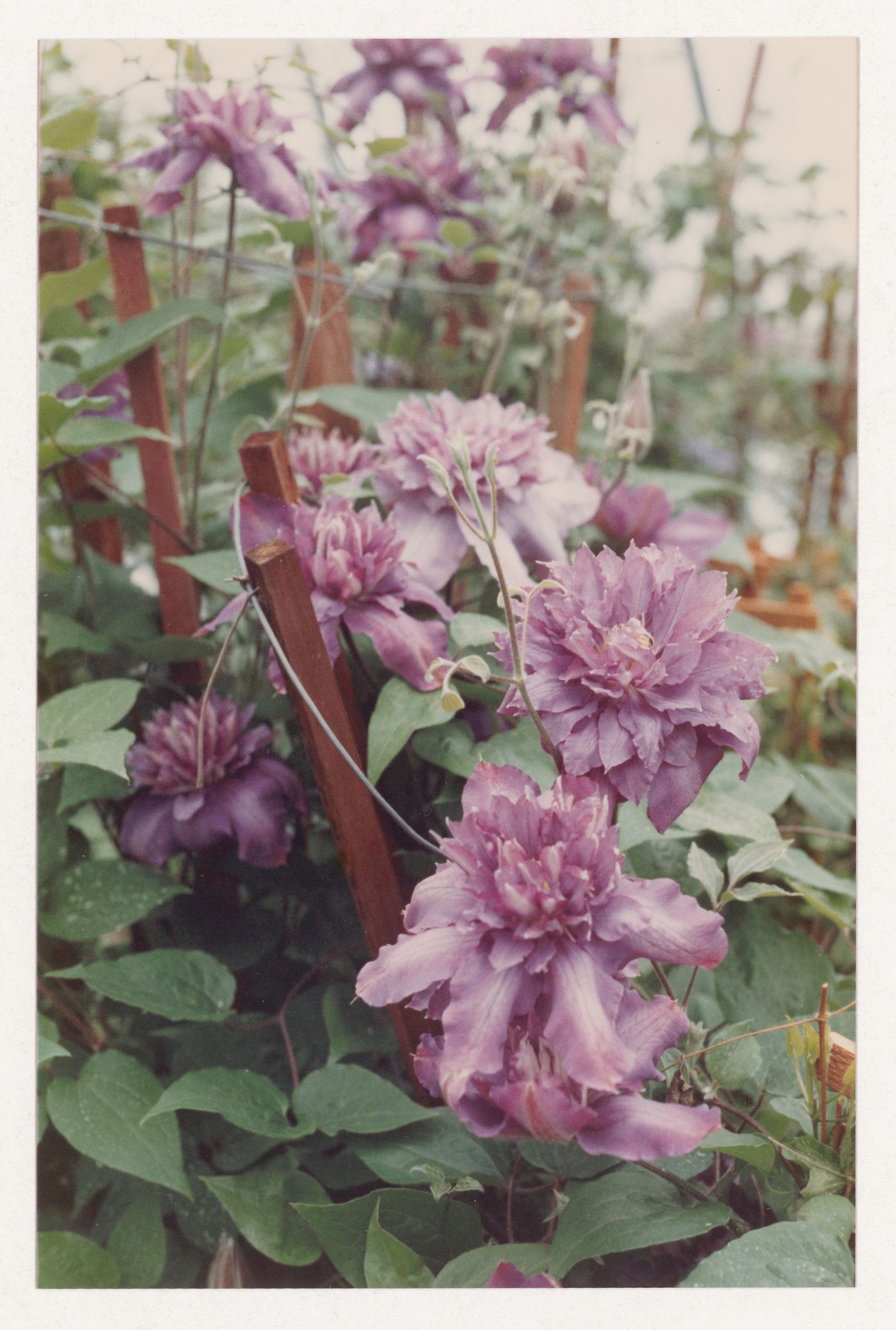 Plant reference photograph for landscape design projects