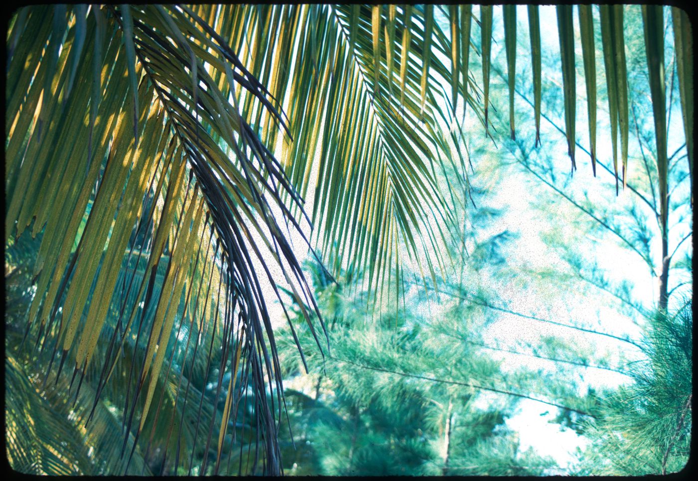 Palm trees, Jamaica