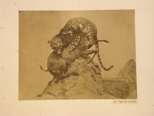 Taxidermy leopard and antelope, Crystal Palace, Sydenham, England