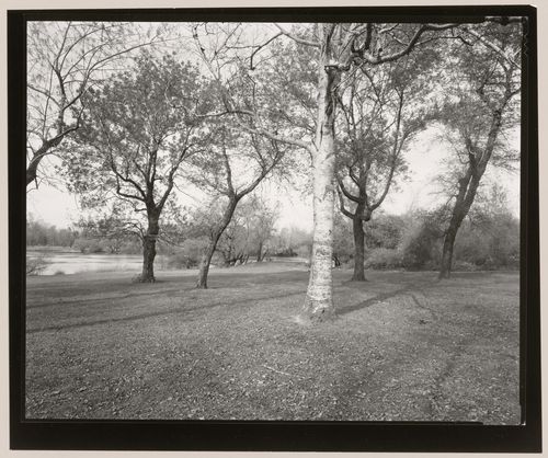 Silver birch, South Park, Buffalo, New York