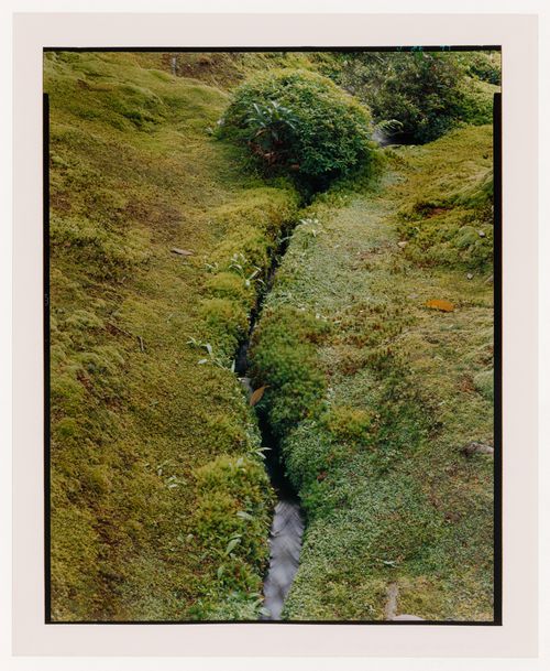 View of a shrub, a rill and moss in the Moss Garden, Saihoji (also known as Kokedera [Moss Temple]), Kyoto, Japan