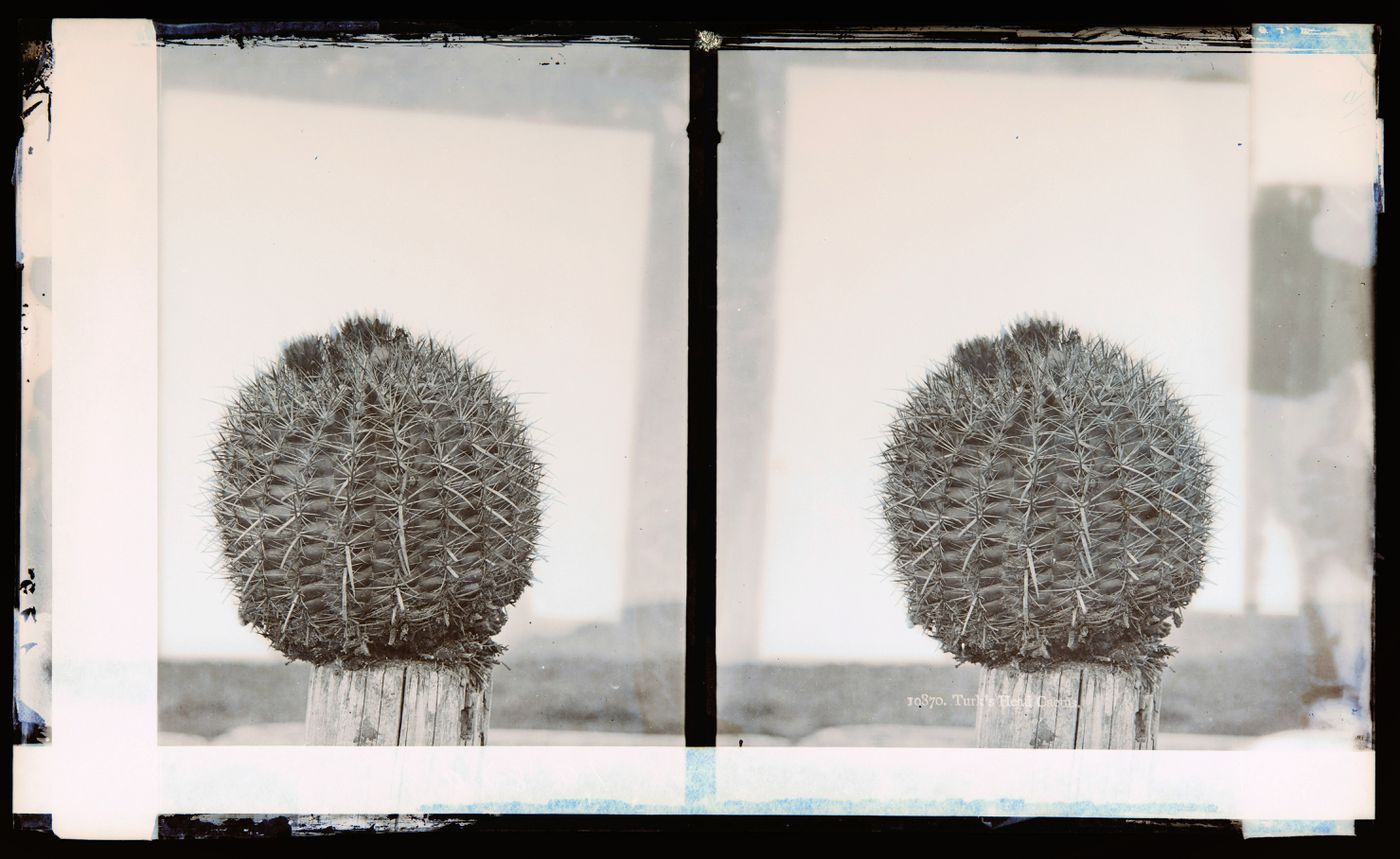 Stereograph of a Turk's Head Cactus, California, United States of America