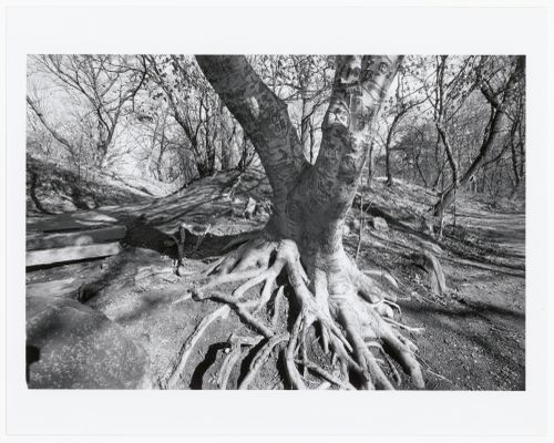 Prospect Park, Brooklyn, New York City, New York