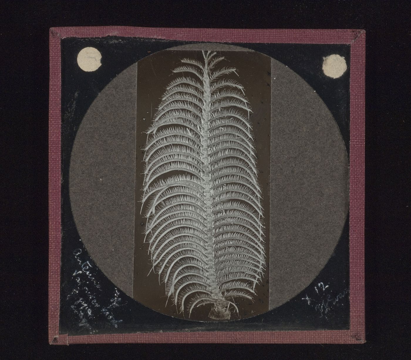 Photomicrograph of unidentified antenna