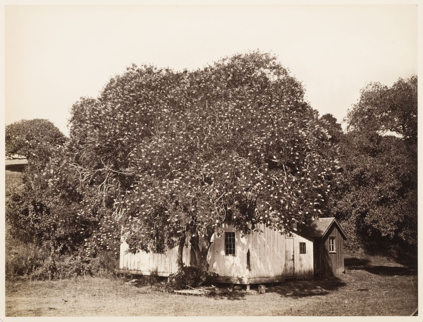 Buckeye tree, California