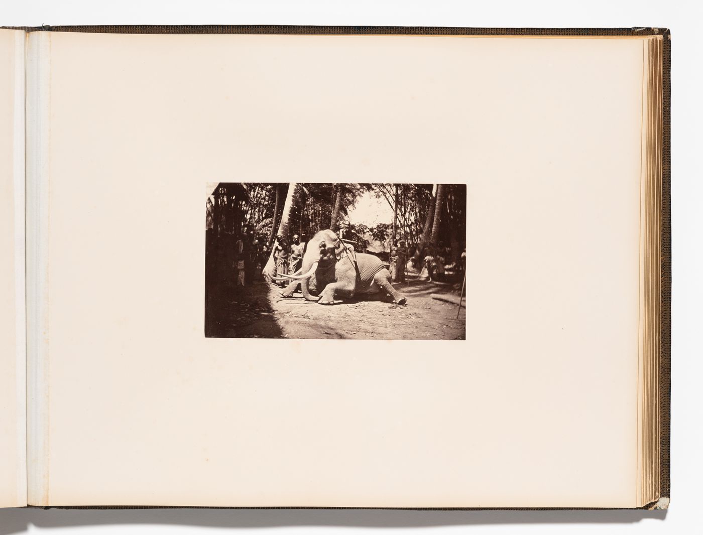 View of an elephant, near Adam's Peak, Ceylon (now Sri Lanka)