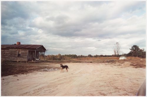"Near extinct Wannalaw Plantation, Mississippi", United States
