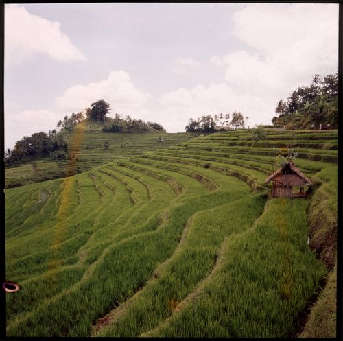 View of terraced rice field, Bali, Indonesia
