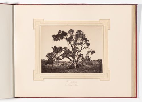 Chene d'Abraham, pres d'Hebron