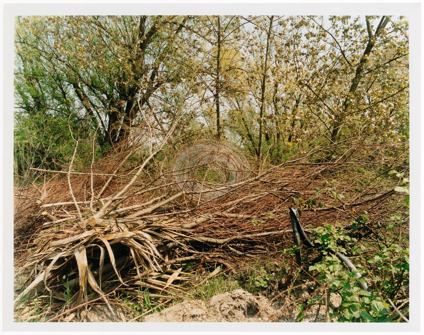 View of a brush towards the estuary of the Adige River, Italy