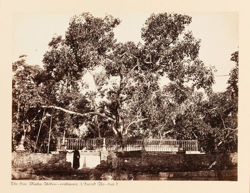 View of the Bodhi Tree (also known as the Bo Tree) with a fence, wall and statue in the foreground, Bodhi Tree Enclosure, Anuradhapura, Ceylon (now Sri Lanka)