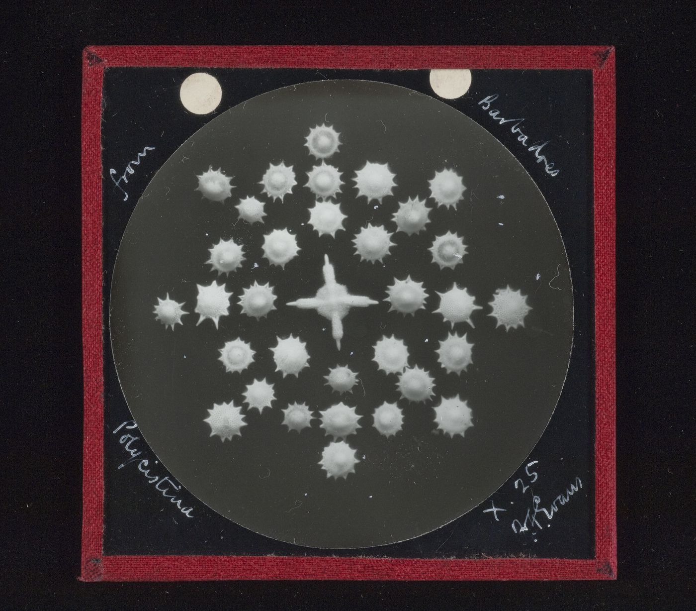 Photomicrograph of polycystina, Barbados