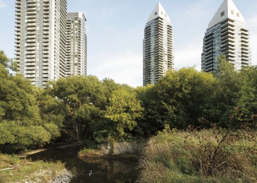 An Enduring Wilderness: Mimico Creek, Toronto