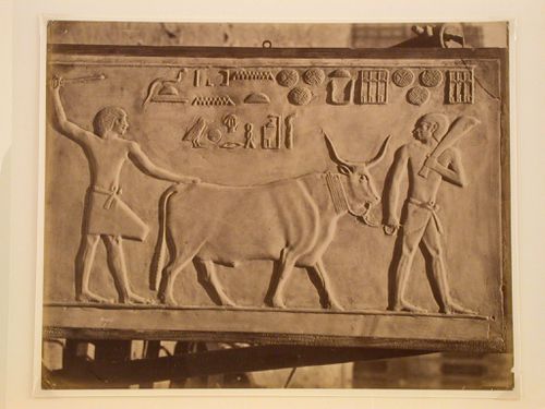 Vache trouve a Sakara, Egypte