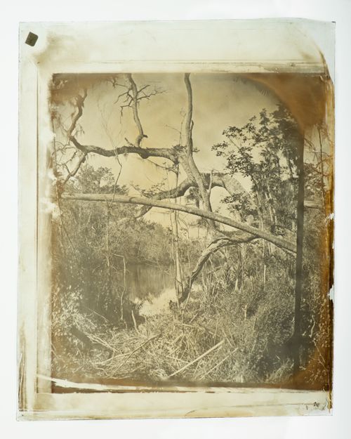 View of plants along waterway, (possibly) St. Augustine, Florida, United States of America