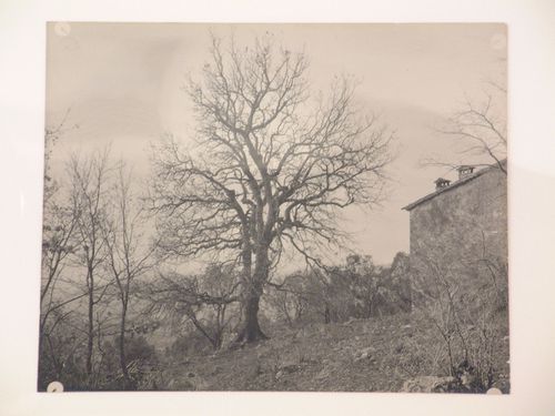 Study of a tree and wall