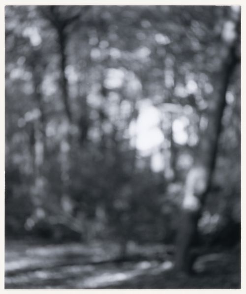 View of trees, Berlin, Germany, from the artist book "The Potsdamer Project"