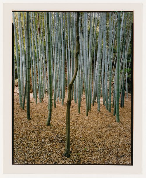 View of the Shichihondake [Seven Bamboos] bamboo grove in the Moss Garden, Saihoji (also known as Kokedera [Moss Temple]), Kyoto, Japan