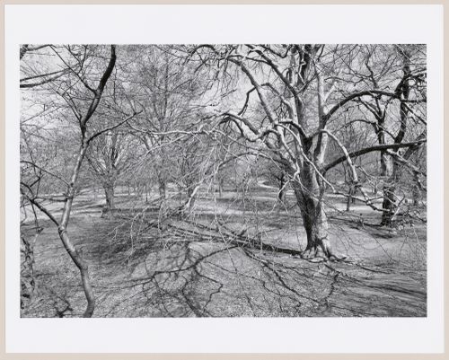 Central Park, New York City, New York