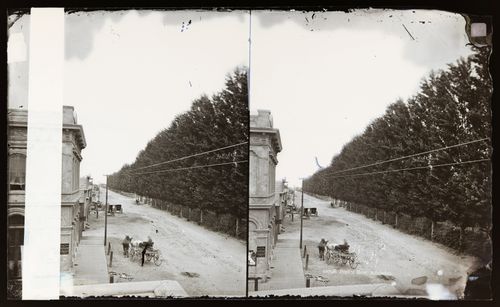 Stereograph of Poplar Row, Anaheim, California, United States of America