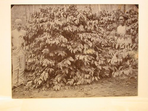 View of two men standing on either side of a large plant