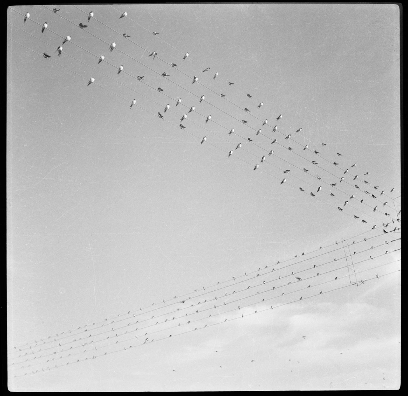 View of birds on power lines in Chandigarh, India