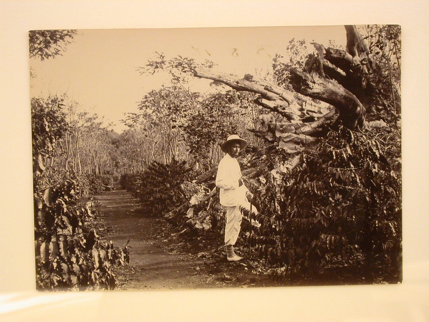 View of man standing on the edge of a path through a plantation [?]