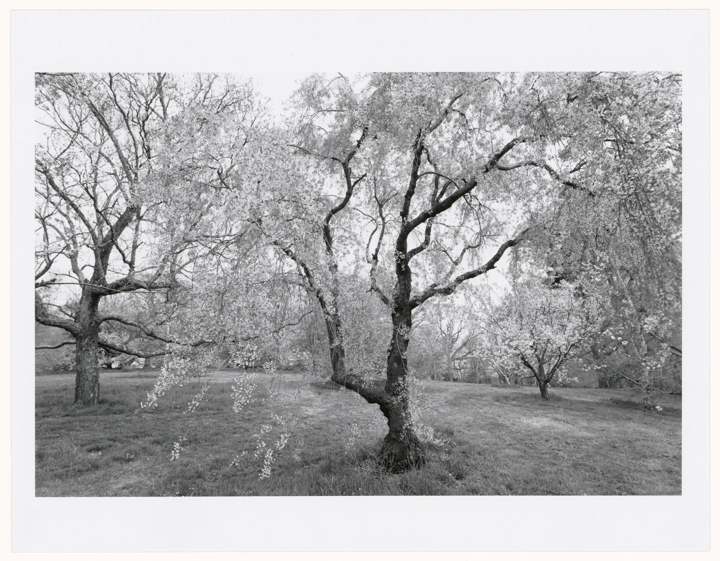 Arboretum, Boston, Massachusetts