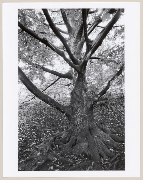 Muddy River Improvement, Muddy River, Boston, Massachusetts