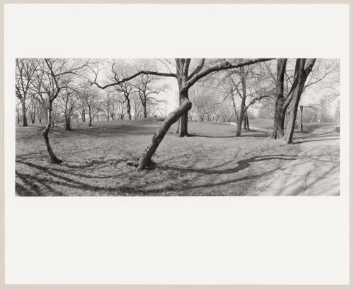 View towards the East Drive from the East Meadow, Central Park, New York City, New York