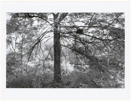 Beach tree, near Longwood Bridge, Muddy River Improvement, Muddy River, Boston, Massachusetts