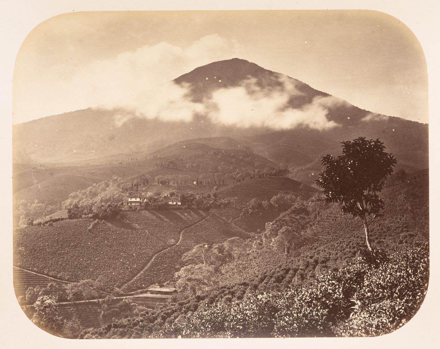 View of a volcano and a tea plantation showing houses and a tree, the Preanger Regencies (now in Jawa Barat), Dutch East Indies (now Indonesia)