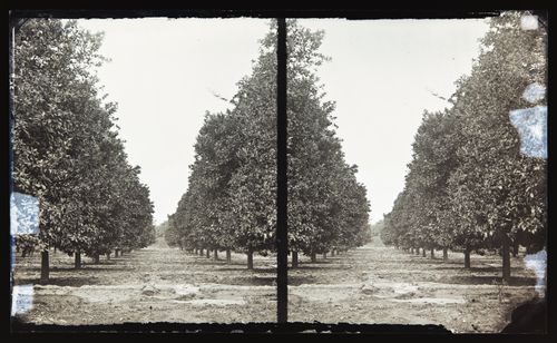 Stereograph of orange grove, California, United States of America