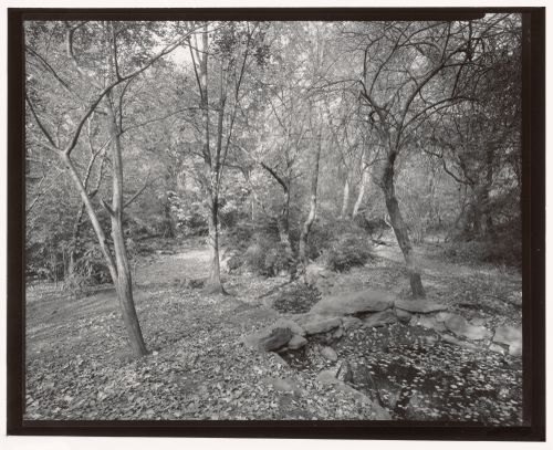 Ramble (Pools), Central Park, Manhattan, New York City, New York