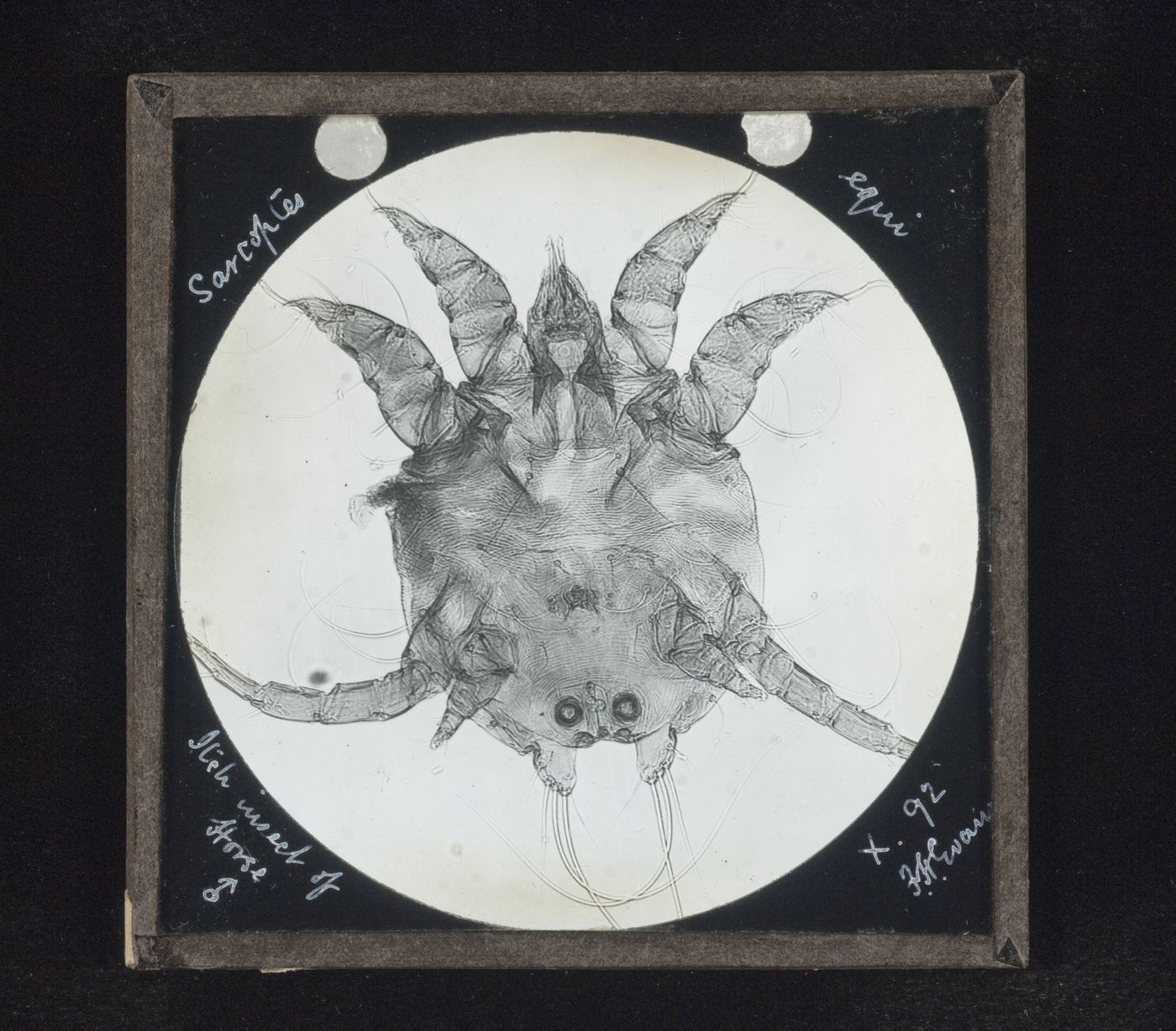 Photomicrograph of male insect of horse