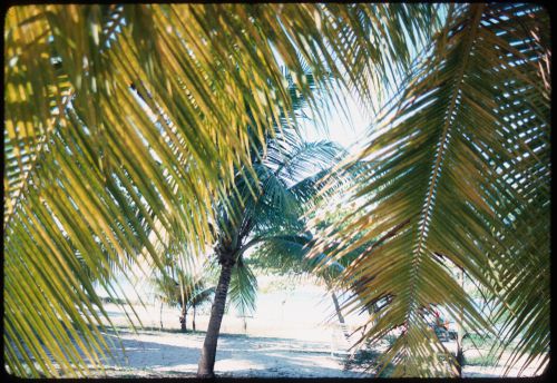 Palm trees, Jamaica