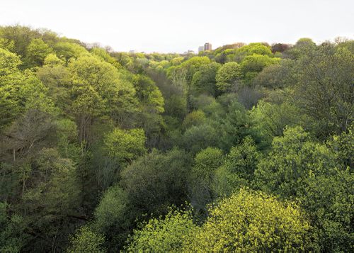 An Enduring Wilderness: Park Drive Reservation Lands looking east, Toronto, Ontario, Canada