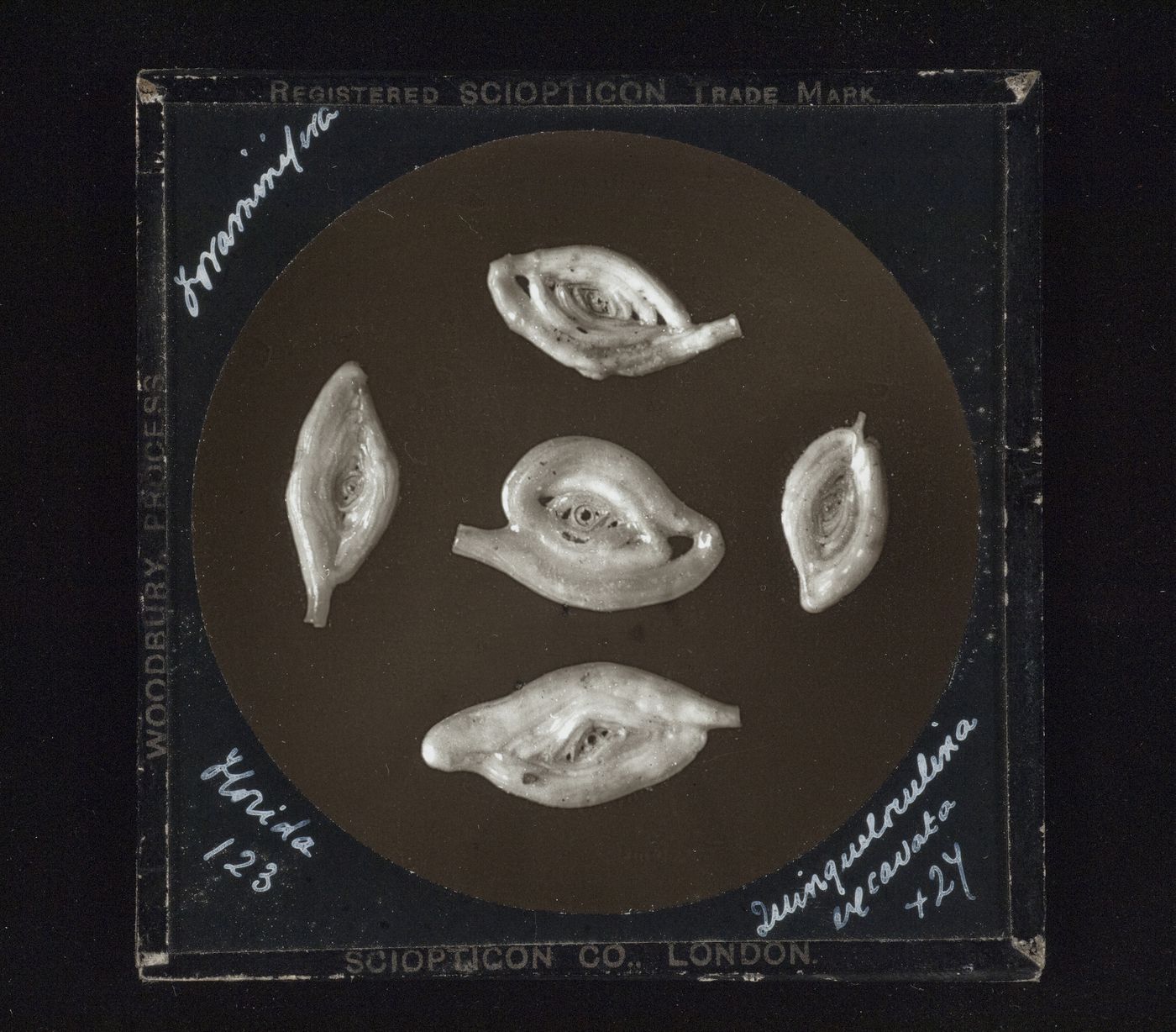 Photomicrograph of quinqueloculina excavata