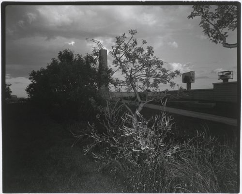 View of trees bordering the meadow with the allegorical columns in the background, CCA garden, Montréal, Québec, Canada