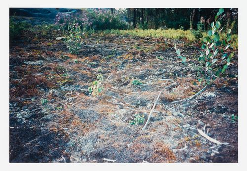 A snapshot from a walk around the Northwest Territories Legislative Assembly Building, Yellowknife, with landscape architecture by Cornelia Hahn Oberlander