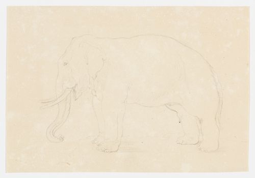 Drawing of an elephant