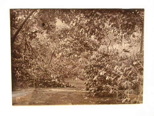 View of a path through a plantation [?] after a storm