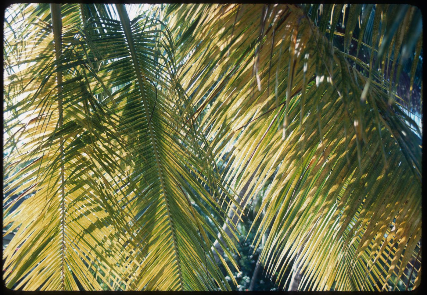 Palm trees, Jamaica