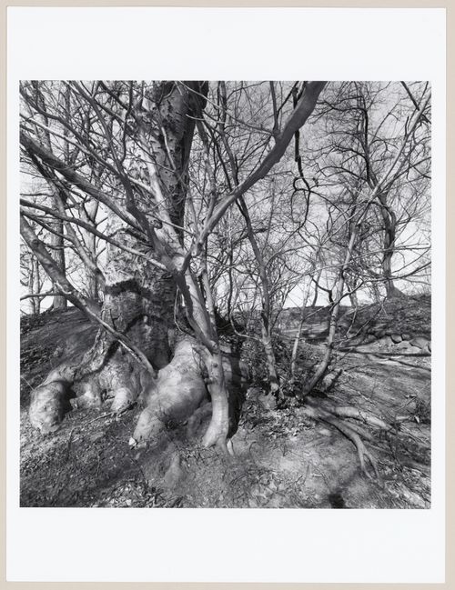 Prospect Park, Brooklyn, New York